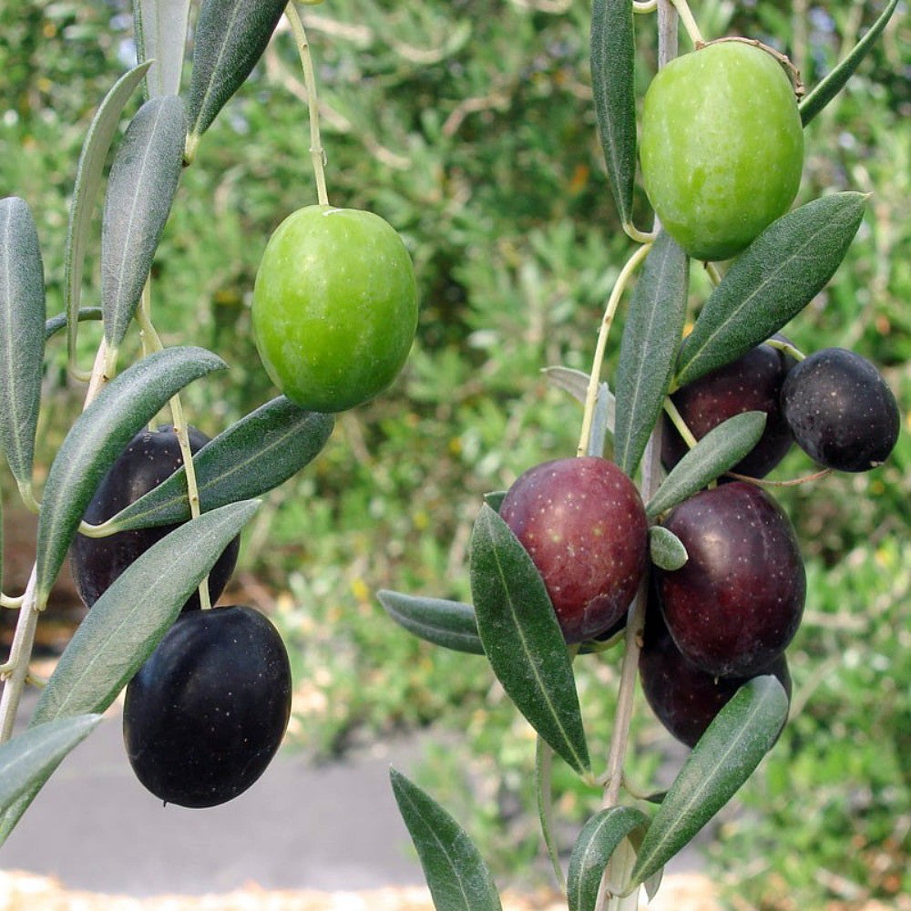 Shade - Olives - Manzanillo