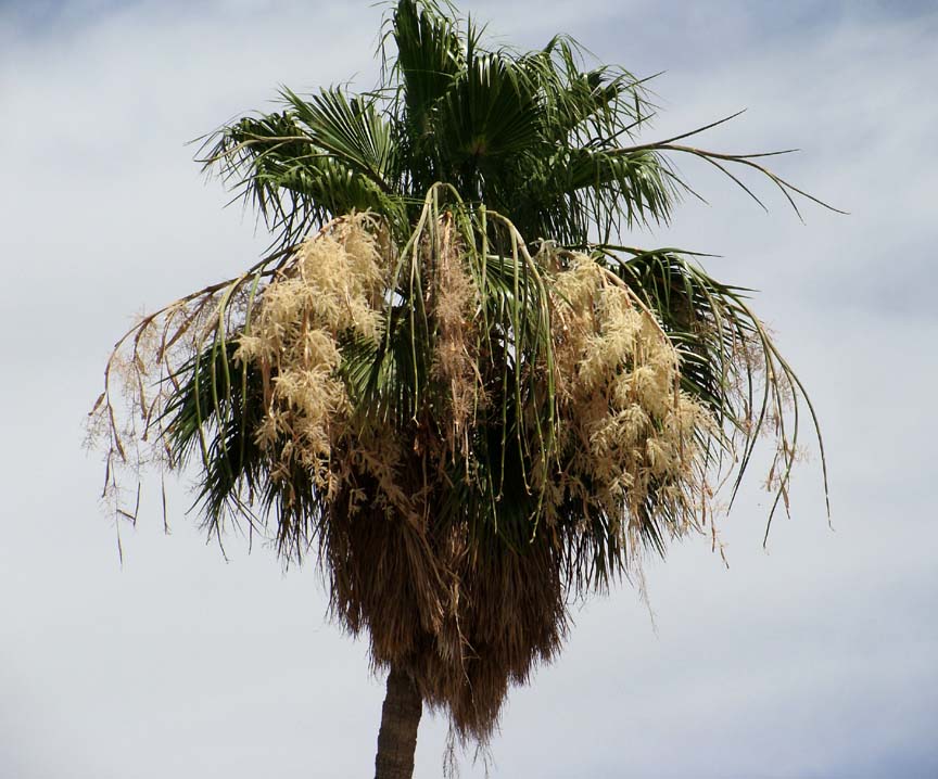 Palm - Mexican Fan Palm