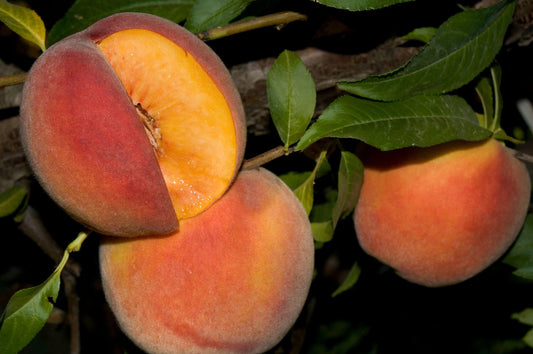 Peach - Mid-Pride