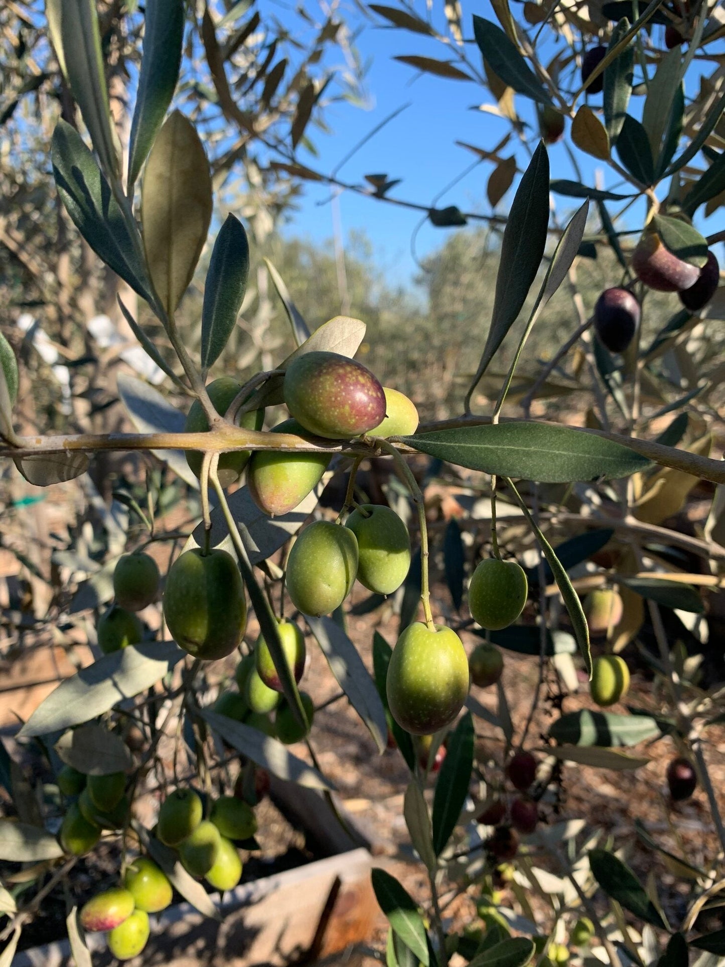 Shade - Olives - Mission
