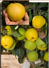 Pear - Monterrey - PRE-ORDER