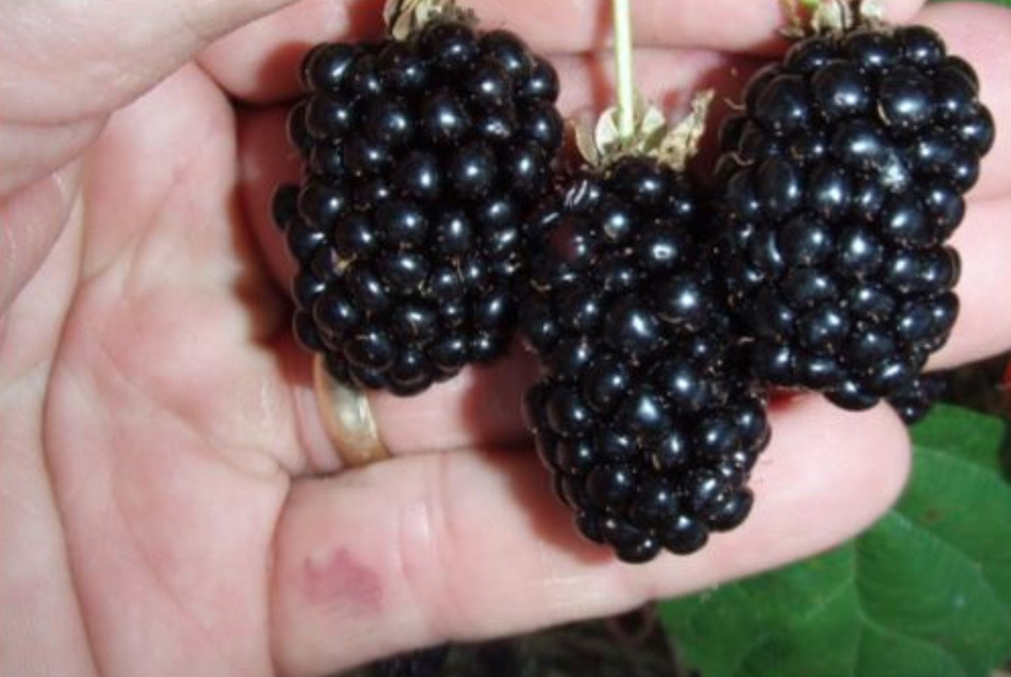 Blackberry - Natchez - PRE-ORDER