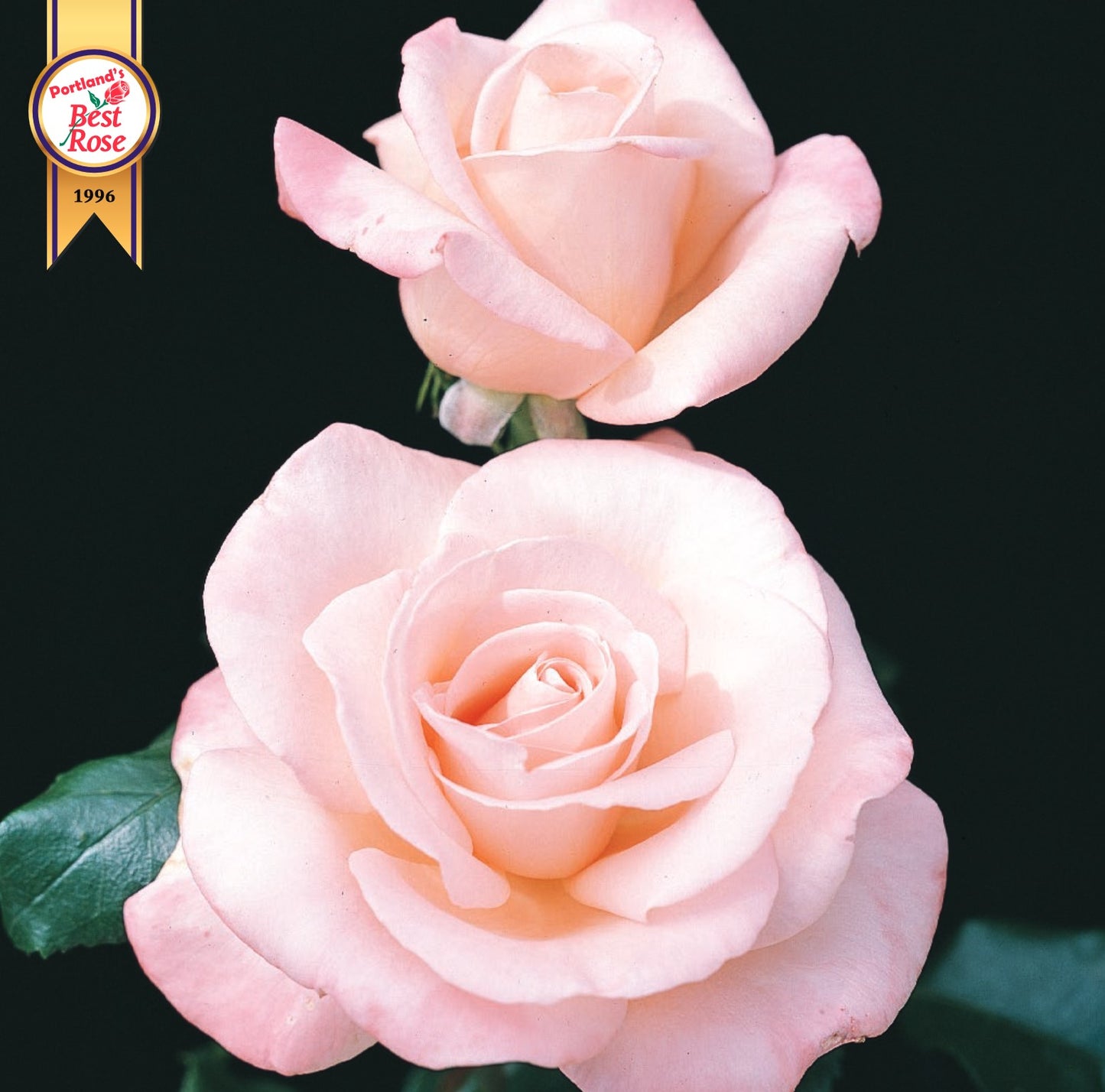 Roses - New Zealand