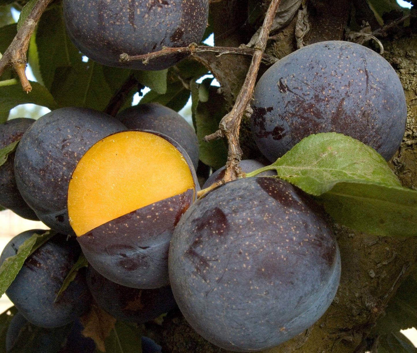 Plum - Nubiana - PRE-ORDER