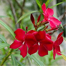 Shrubs - Oleander