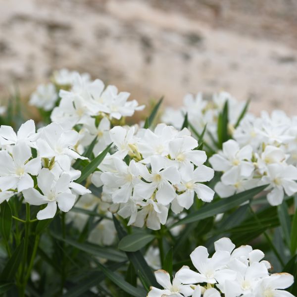 Shrubs - Oleander