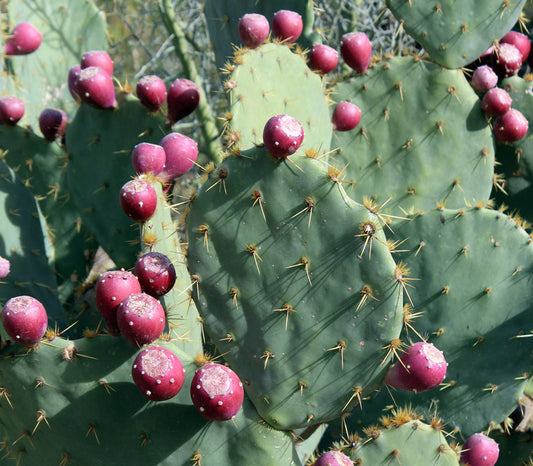 Cactus - Prickly Pear (Green)