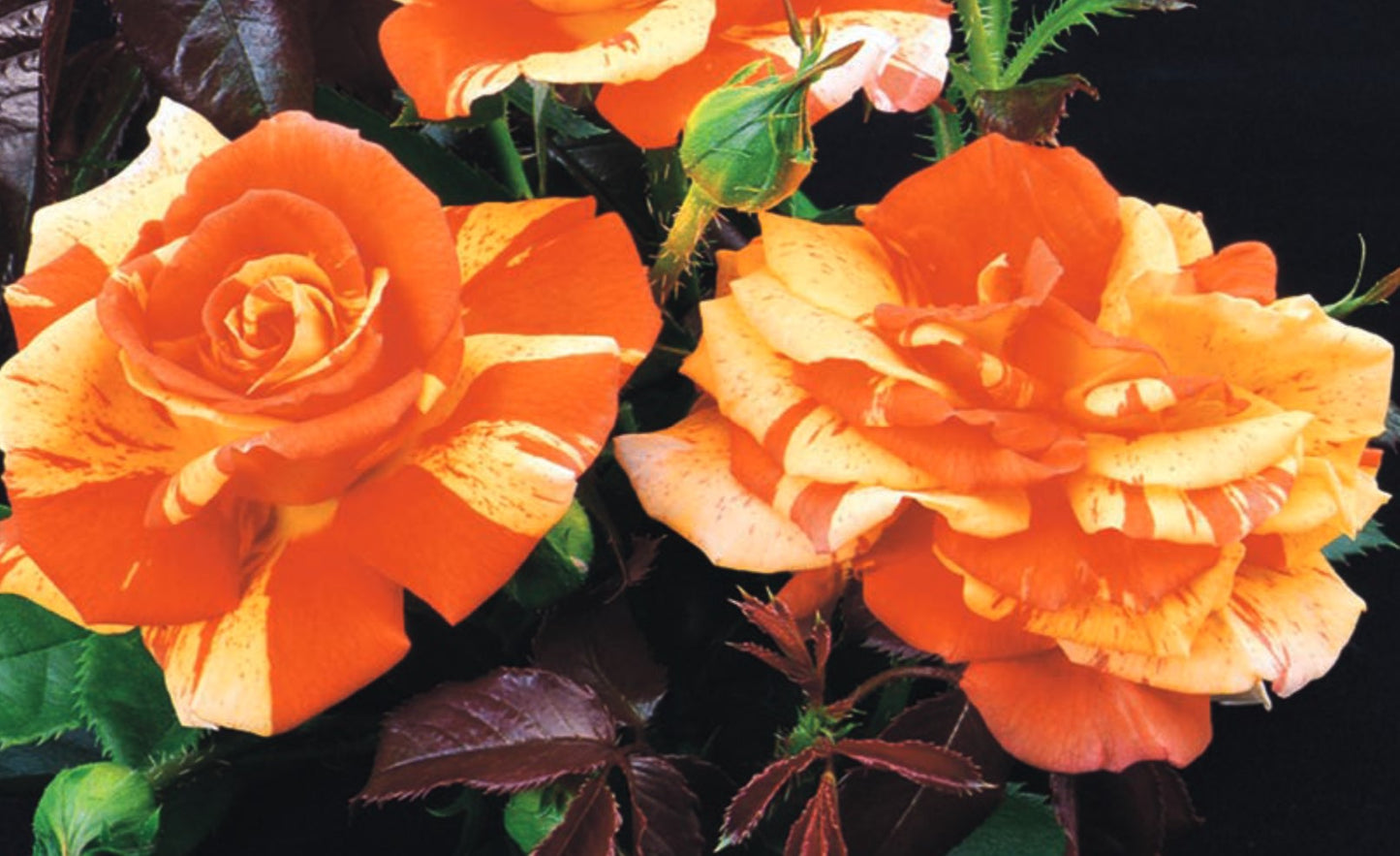 Roses - Oranges 'n' Lemons