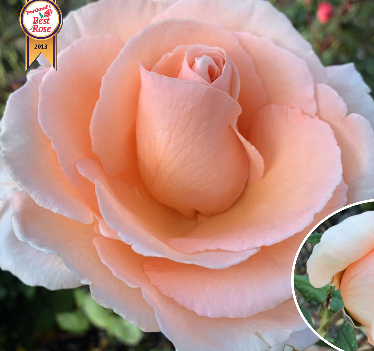 Roses - Over the Moon
