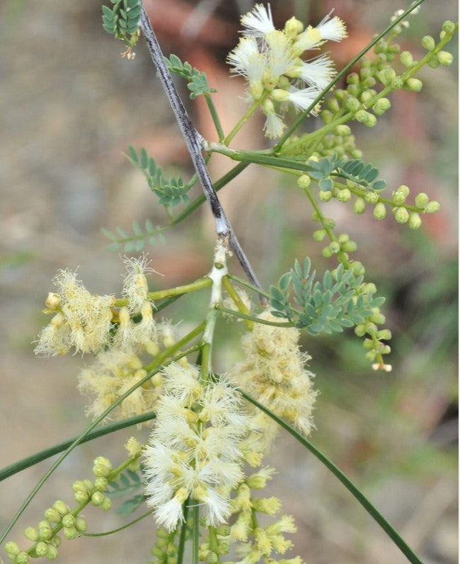 Shade - Acacia - Palo Blanco
