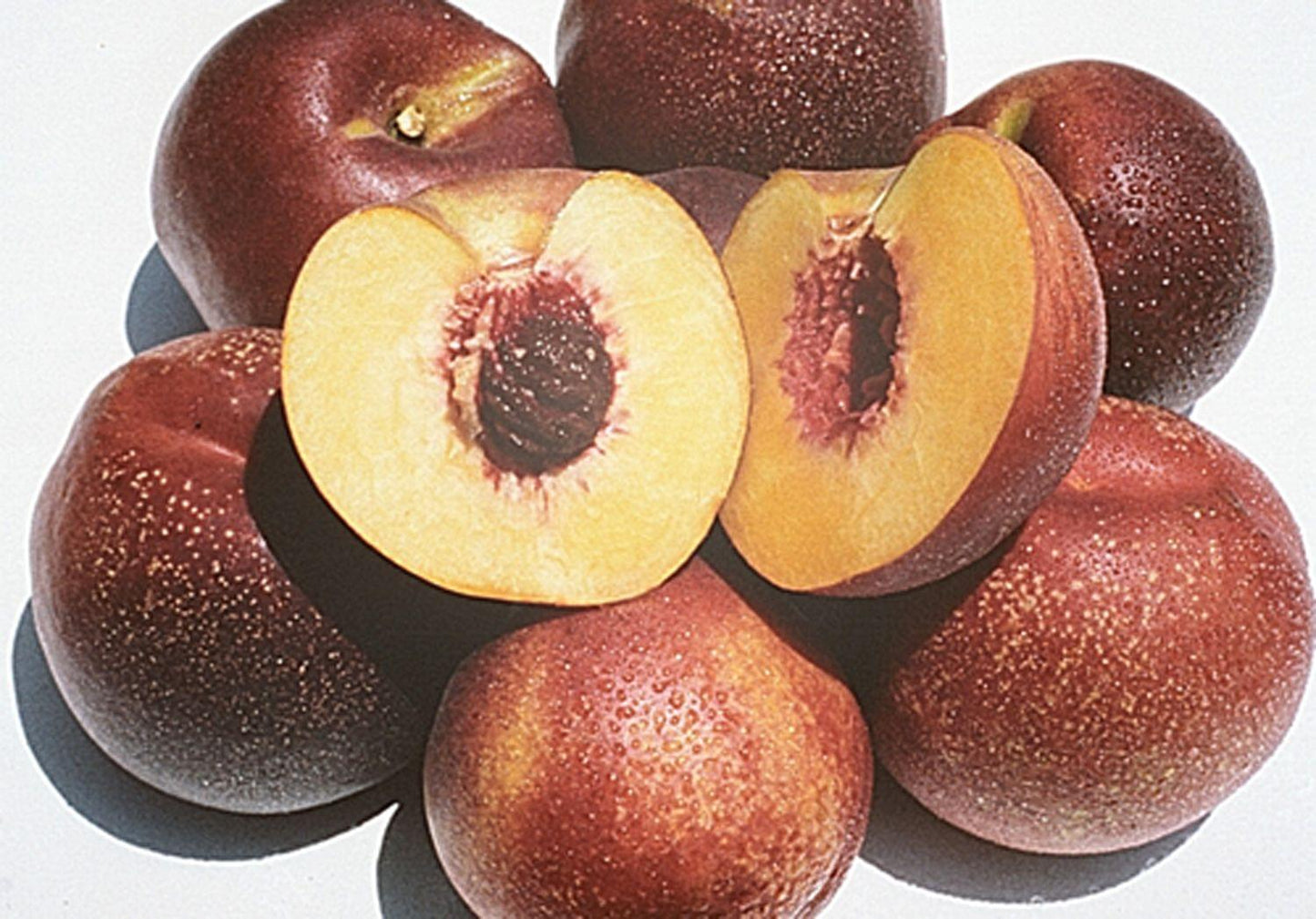 Nectarine - Panamint - PRE-ORDER
