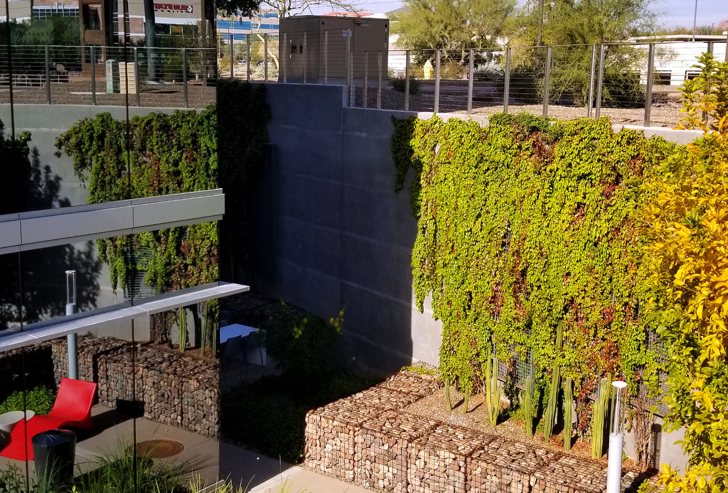 Vines - Hacienda Creeper