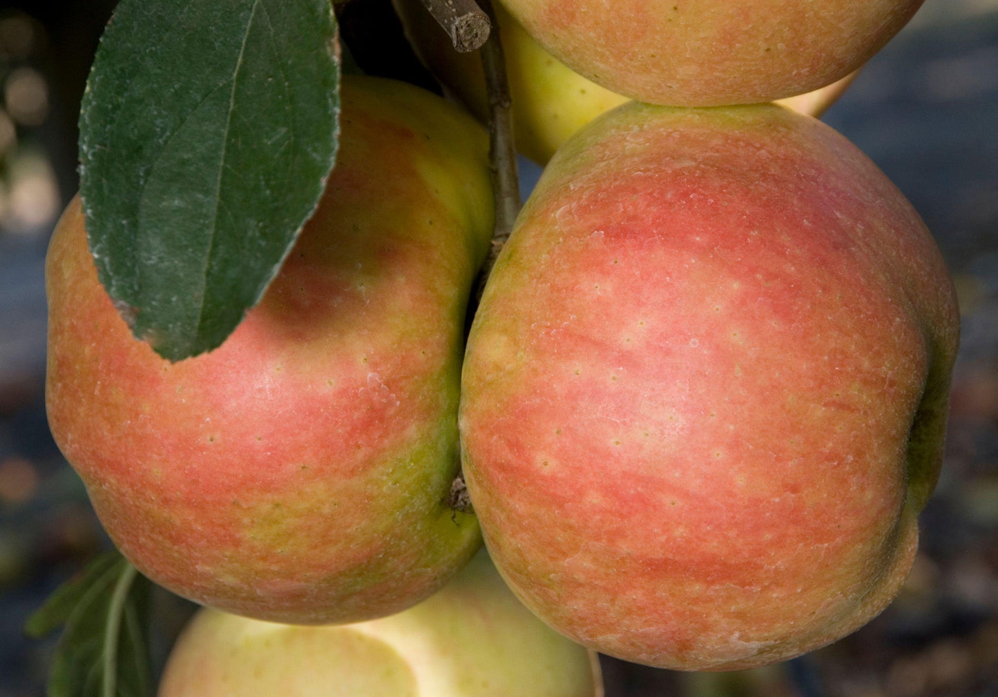 Apple - Pettingill - PRE-ORDER