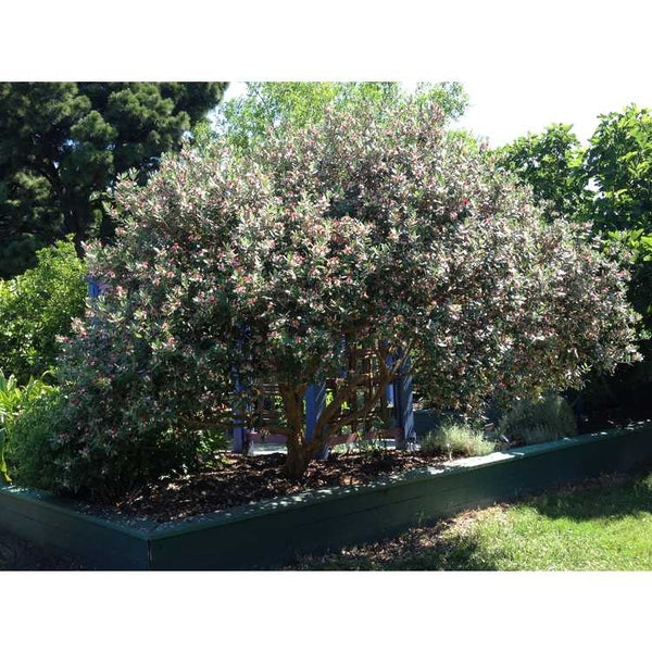 Shrubs - Pineapple Guava