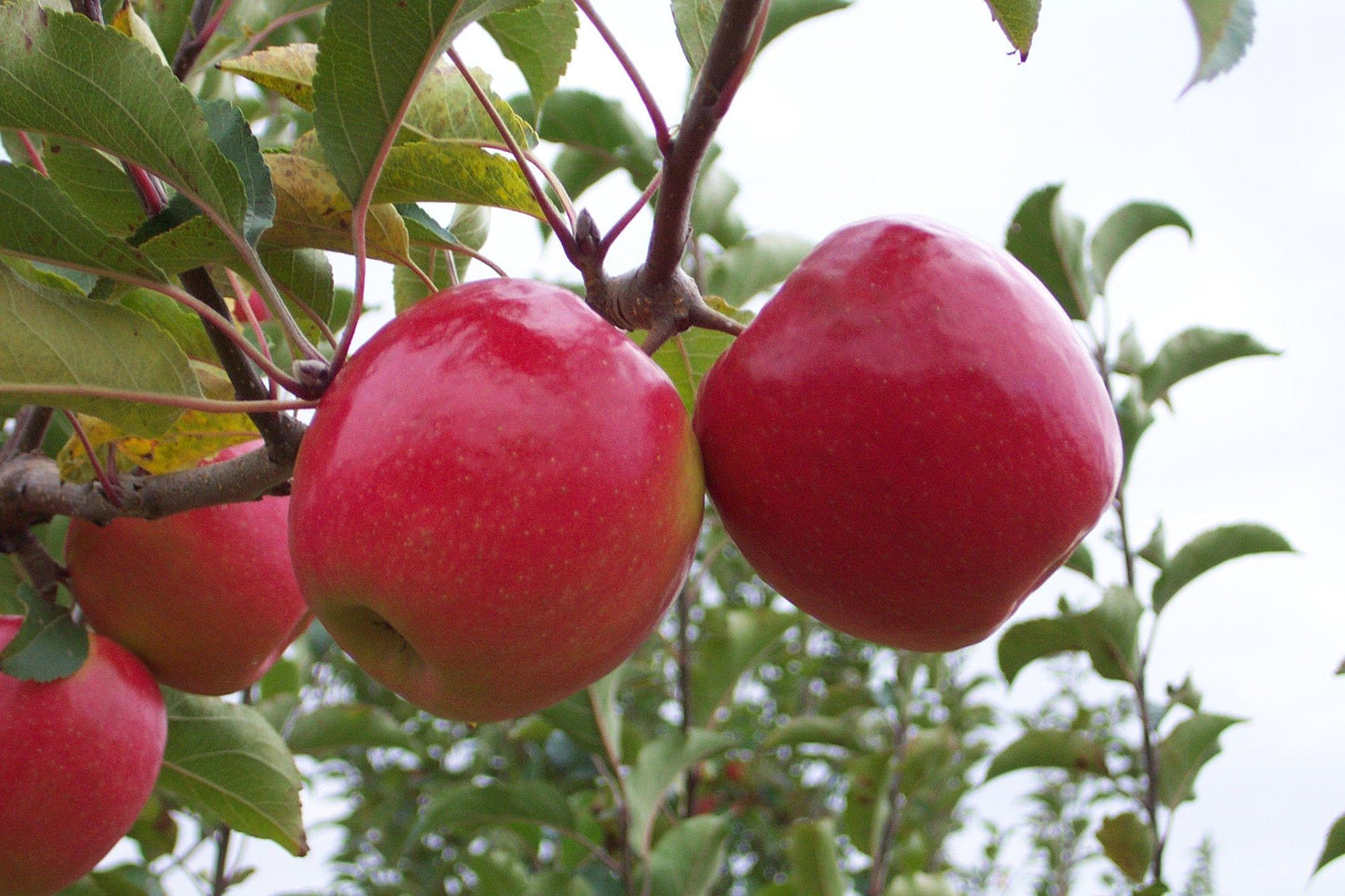 Apple - Pink Lady - PRE-ORDER
