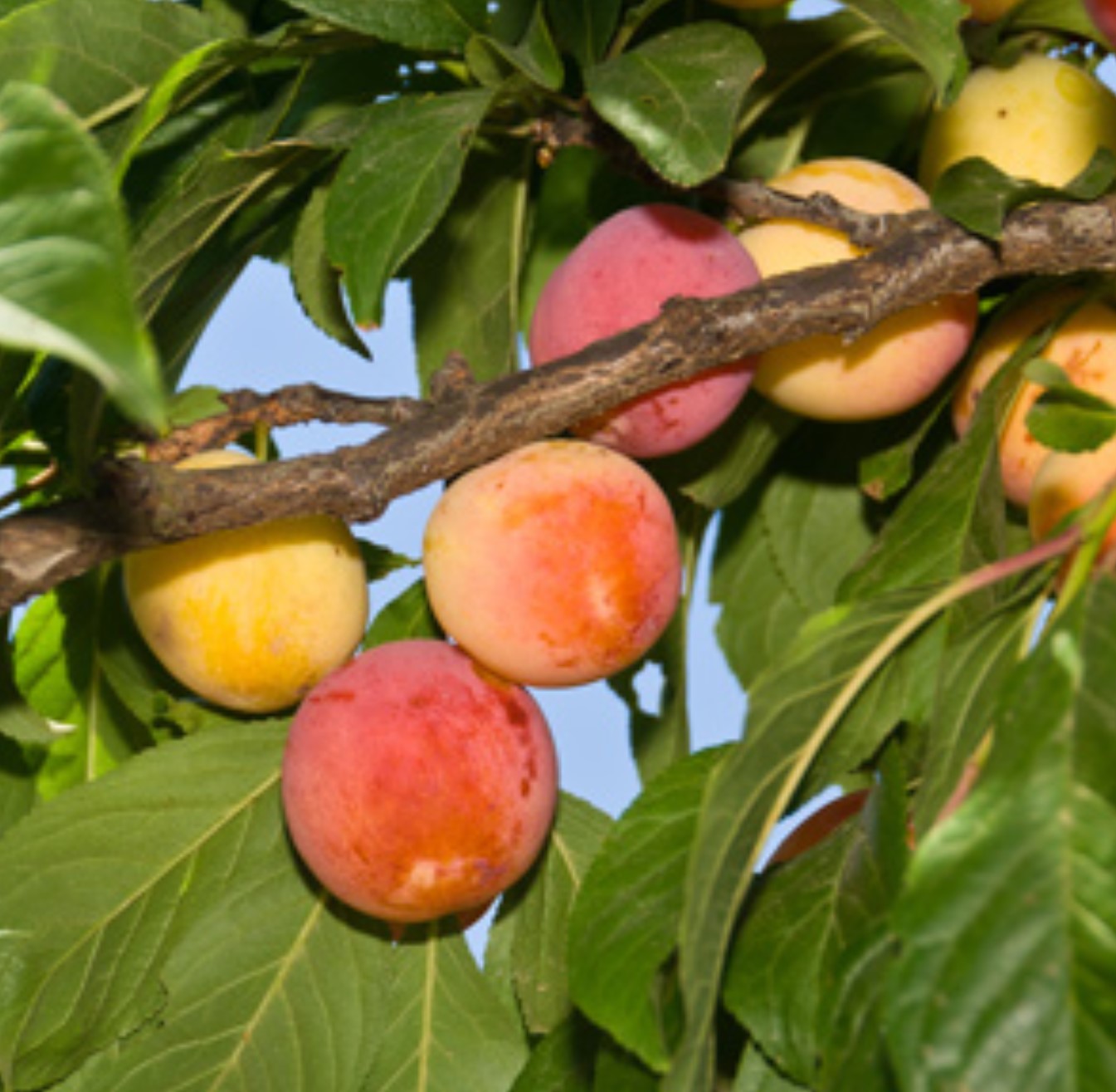 Plumcot - Plum Parfait - PRE-ORDER