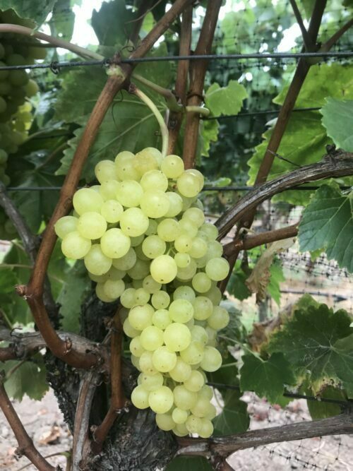 Grapes - Princess Seedless - PRE-ORDER