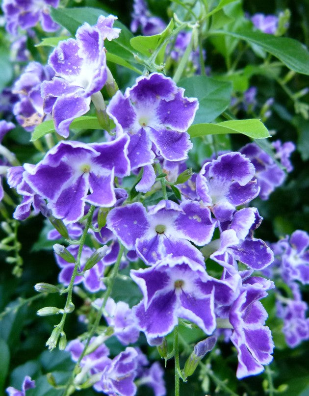 Shrubs - Purple Sky Flower