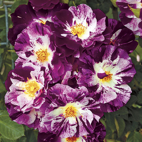Roses - Purple Splash (Climbing)