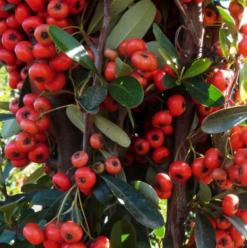 Vines - Pyracantha