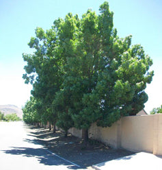 Shade - Ash - Raywood