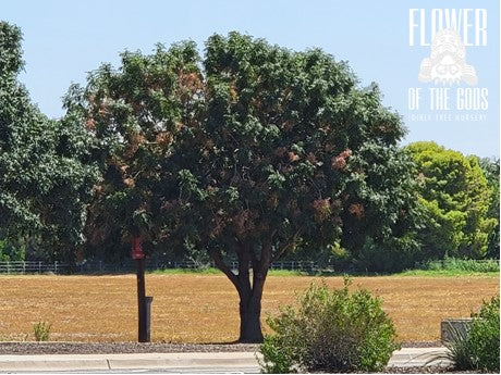 Shade - Pistache - Red Push