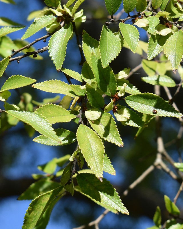 Shade - Chinese Elm (Evergreen Elm)