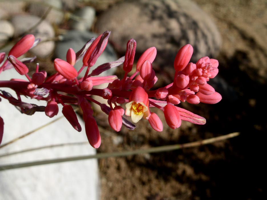 Desert - Red Yucca