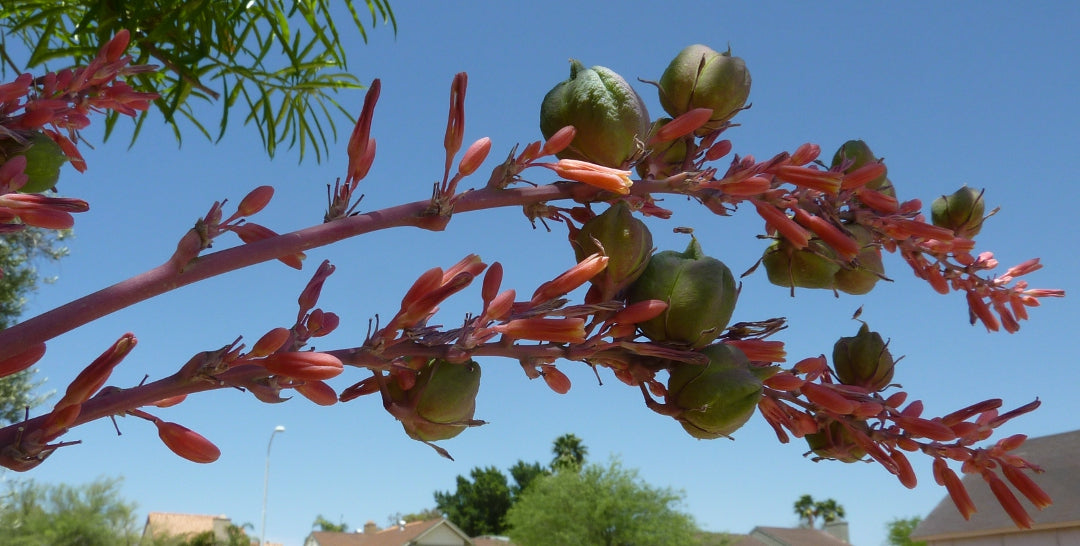 Desert - Red Yucca