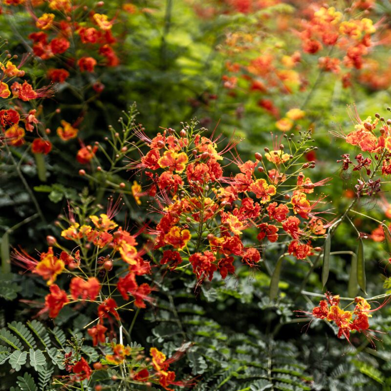 Shrubs - Bird of paradise (Red)