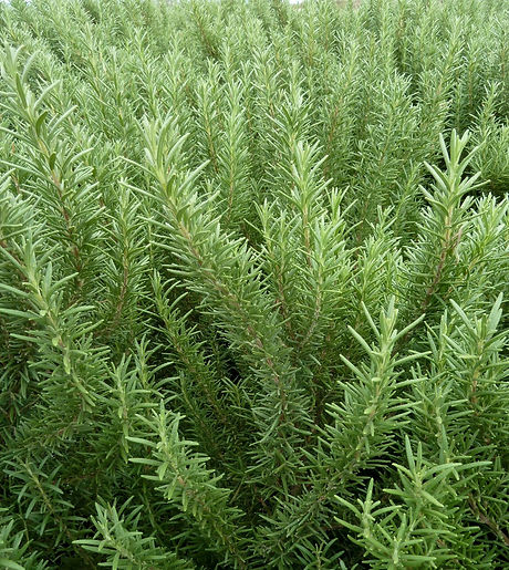 Shrubs - Rosemary