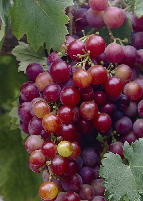 Grapes - Ruby Seedless - PRE-ORDER