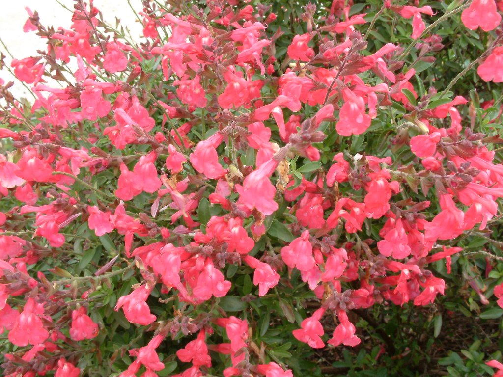 Shrubs - Sage - Autumn
