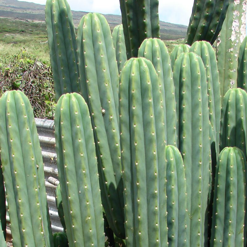 Cactus - San Pedro