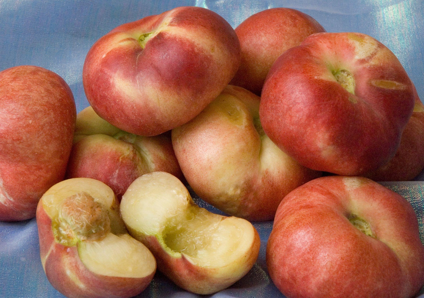 Nectarine - Sauzee King - PRE-ORDER