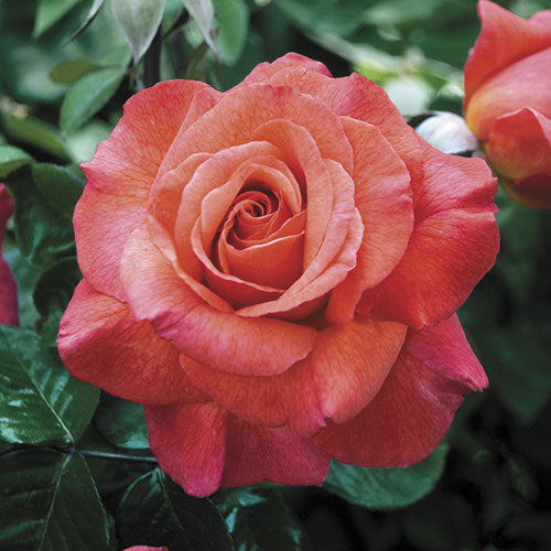 Tree Roses - Sedona