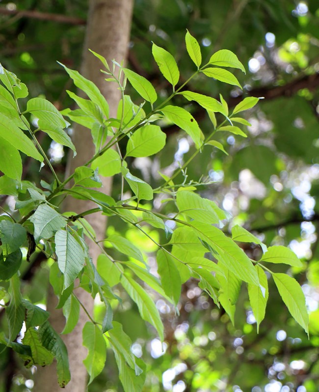 Shade - Ash - Shamel