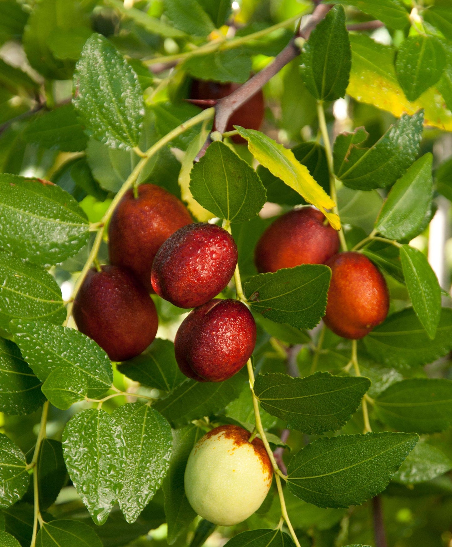 Jujube - Shanxi Li - PRE-ORDER