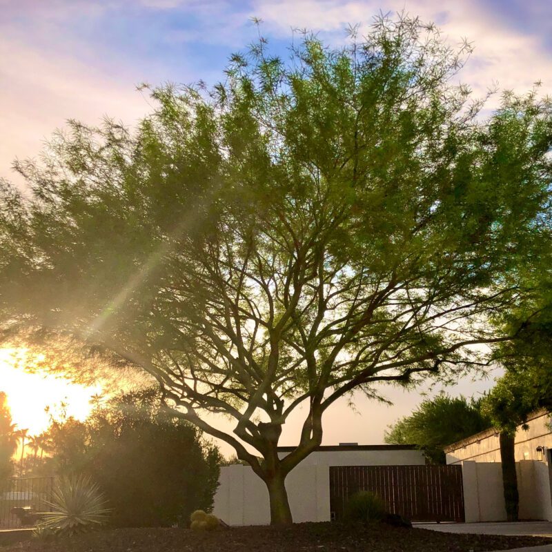 Shade - Palo Verde - Sonoran Emerald
