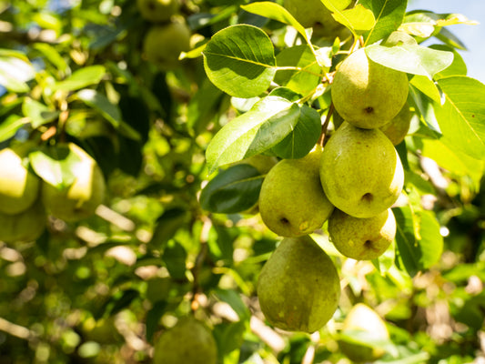 Pear - Southern King