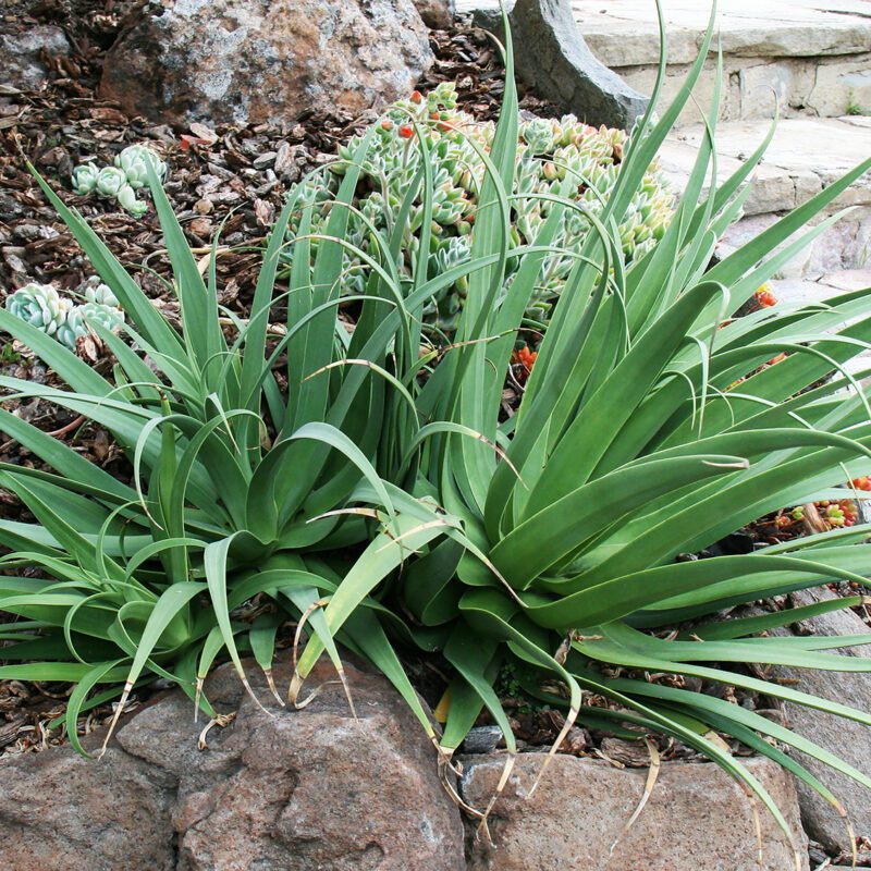 spider agave plant Agave
