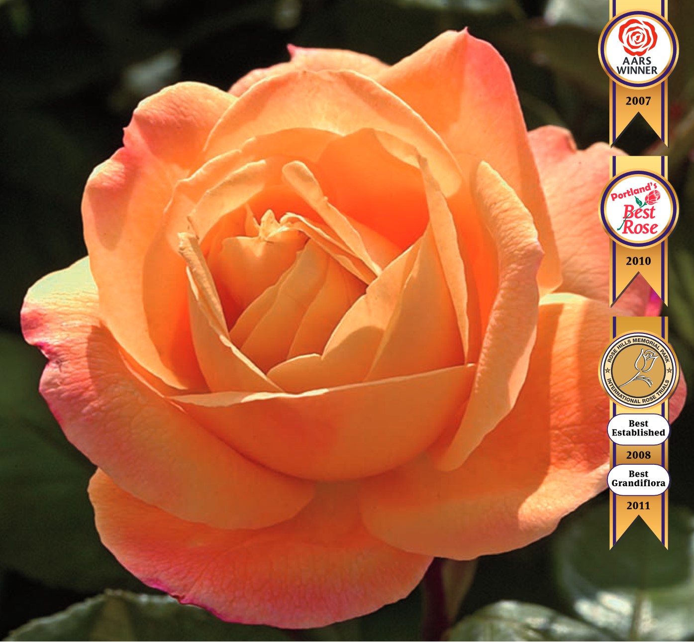 Tree Roses - Strike It Rich
