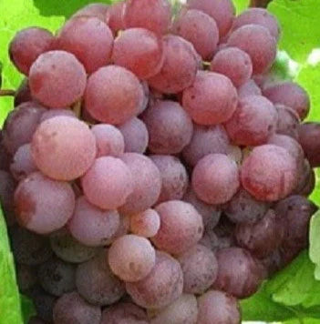 Grapes - Suffolk Red Seedless