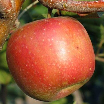 Apple - Sundowner - PRE-ORDER
