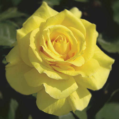 Tree Roses - Sunsprite