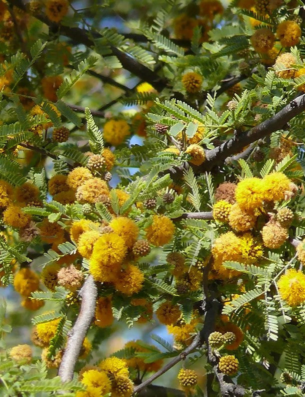 Shade - Acacia - Sweet
