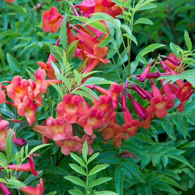Shrubs - Tecoma - Bells of Fire/Red Diablo
