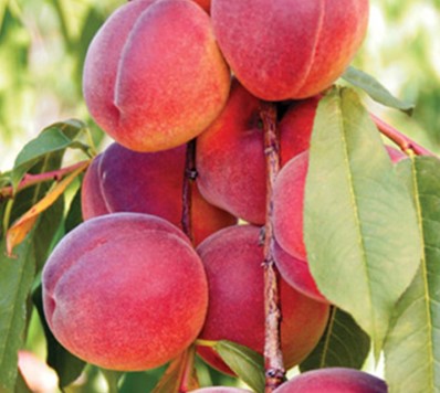 Peach - Tex-King - PRE-ORDER