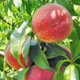 Peach - TexStar - PRE-ORDER