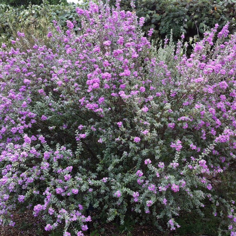 Shrubs - Texas Sage - Compact Texas Sage